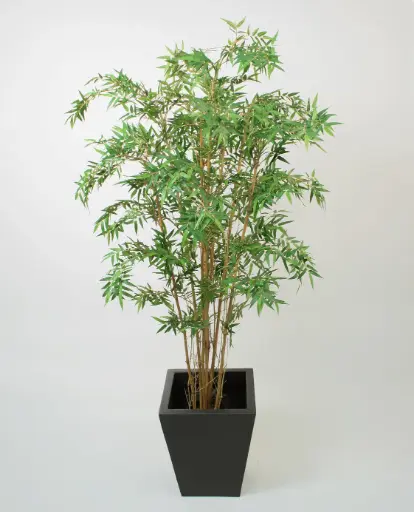 Bamboo orient 