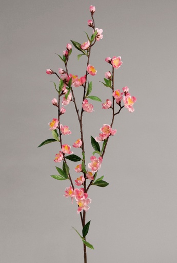 Cherry Blossom