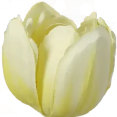 Tulip
