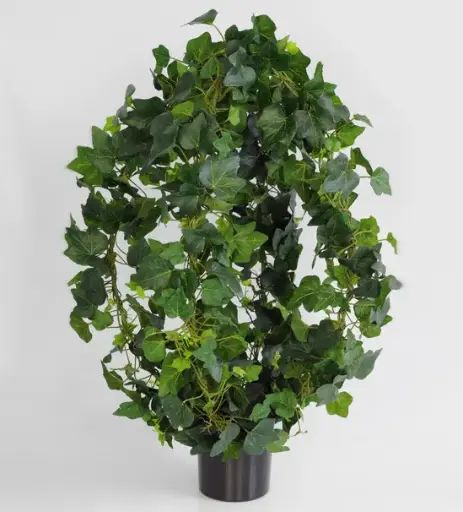 Ivy arrangement 