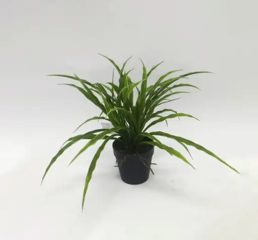 Spider Plant in pot 