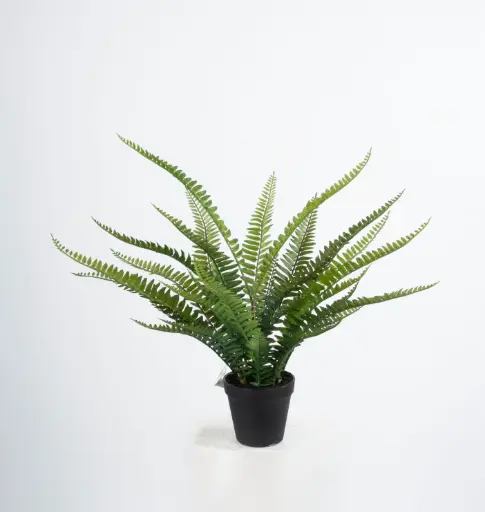 Boston Fern
