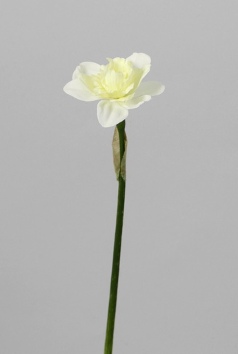 Narcissus