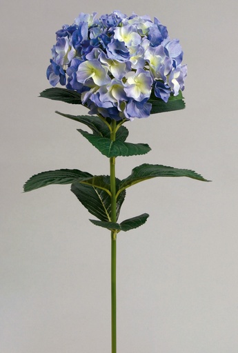 Hydrangea