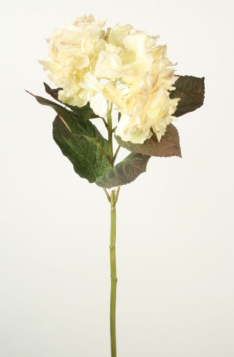 Hydrangea