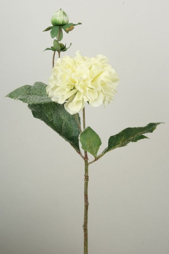 Dahlia