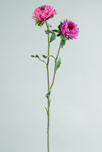 Chrysantemum