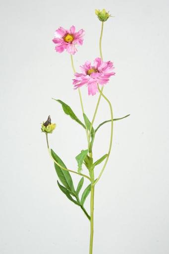 Chrysantemum