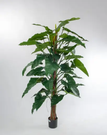 Rainforest Climber 