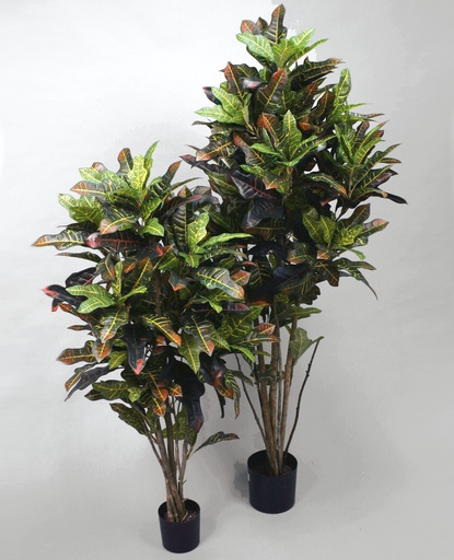 Croton