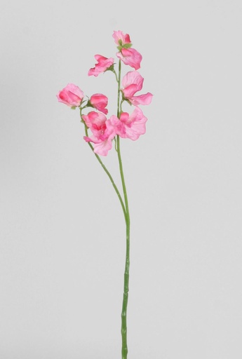 lathyrus