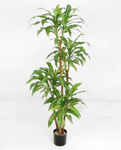 Dracaena Fragrans Steudneri