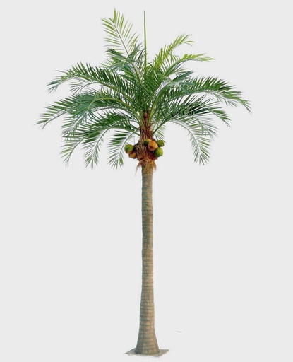 Coconut palm
