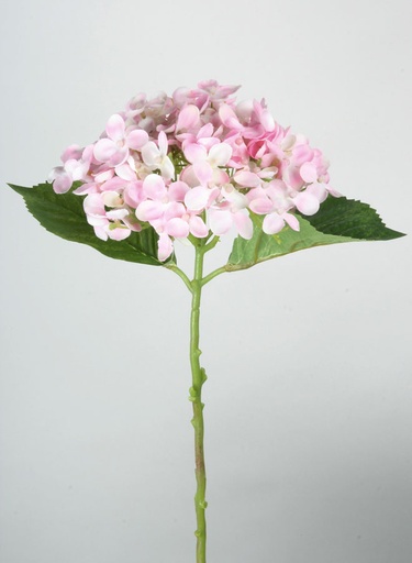 hydrangea spray