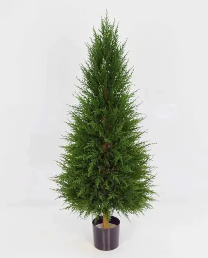 Cypress