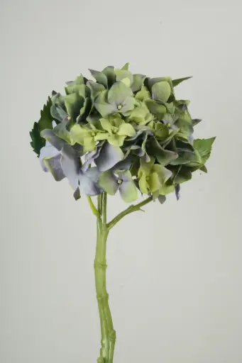 Hydrangea blue lime 