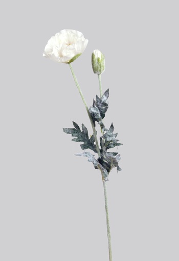 Poppy