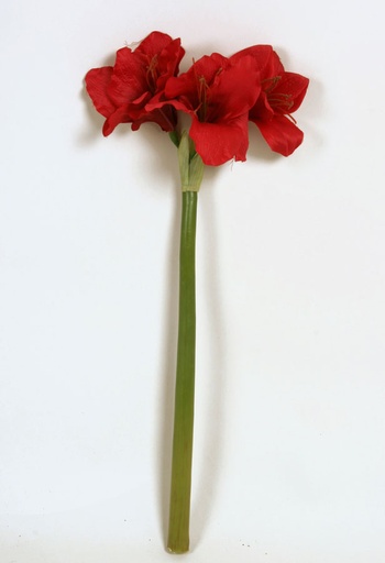 Amaryllis