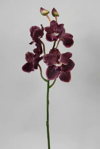 Wanda orchid 