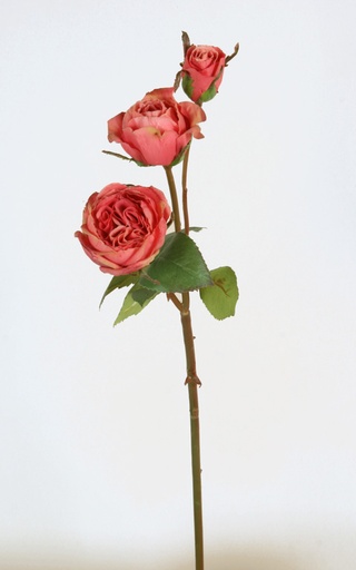 Rose Eucadorian