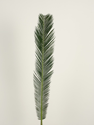 Cycas palm leaf