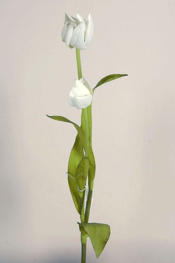 Tulip