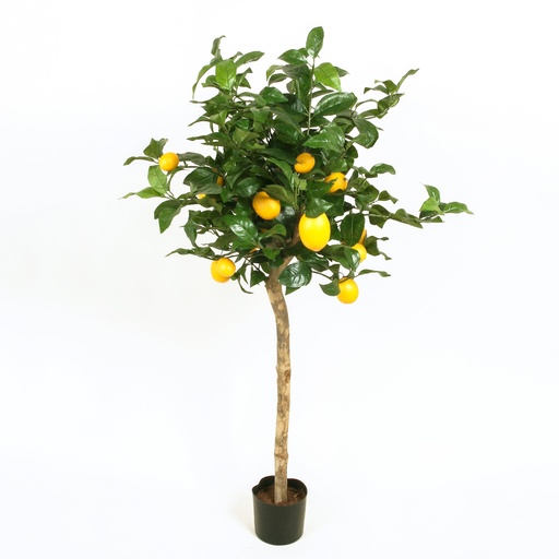Lemon tree