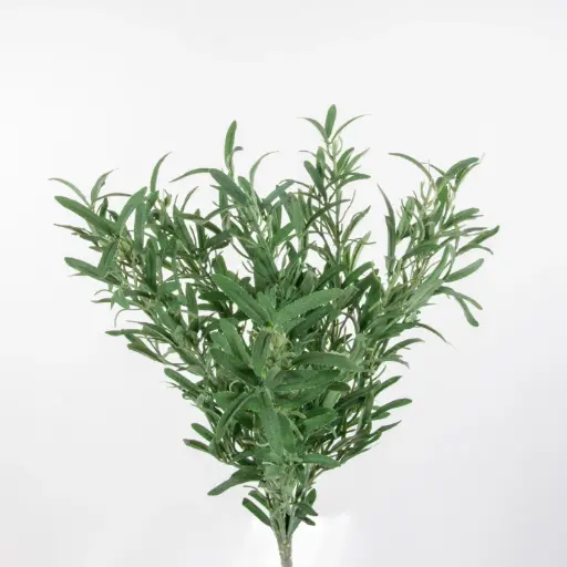 [9154] Rosemary bush