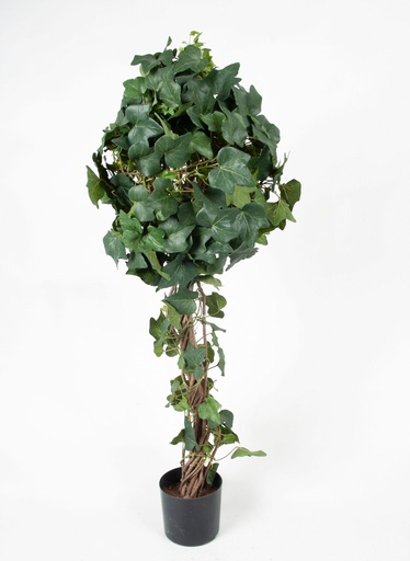 Ivy