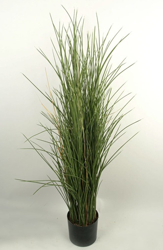Grass