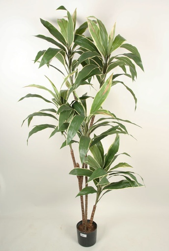 Cordyline