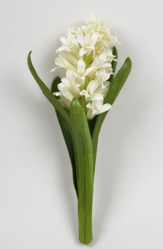 Hyacinth