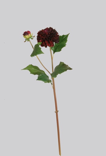 Dahlia
