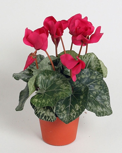 Cyclamen