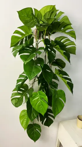Monstera Deliciosa