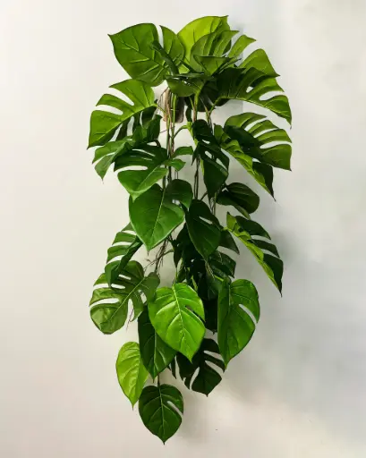 Monstera Deliciosa