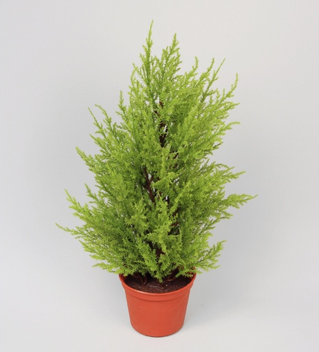 cypress yellow green