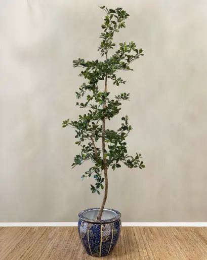Oriental Olive 
