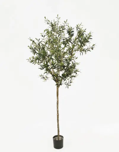 Olive Tree, New item – delayed