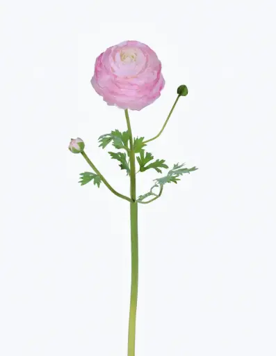 Ranunculus 