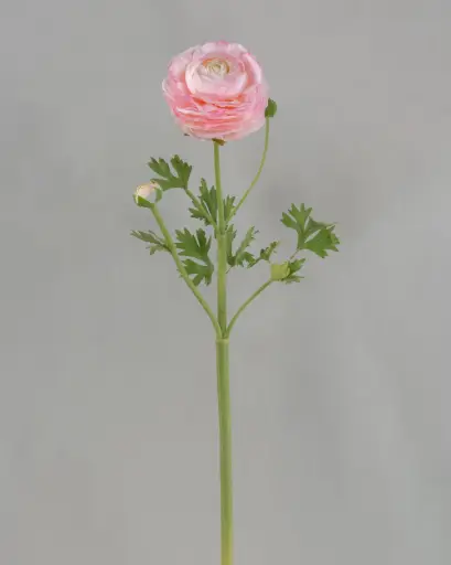 Ranunculus 