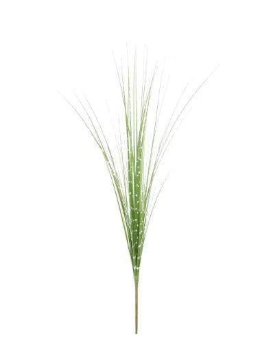 Zebra Onion Grass 