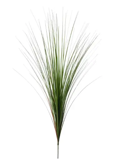 Onion Grass 