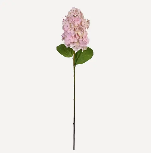 Hydrangea Paniculata