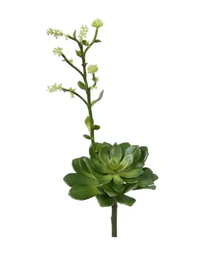 Succlent 
