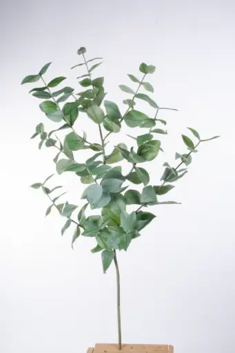 Eucalyptus 