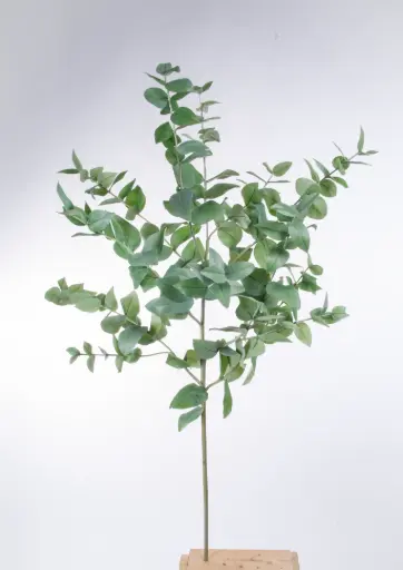 Eucalyptus 