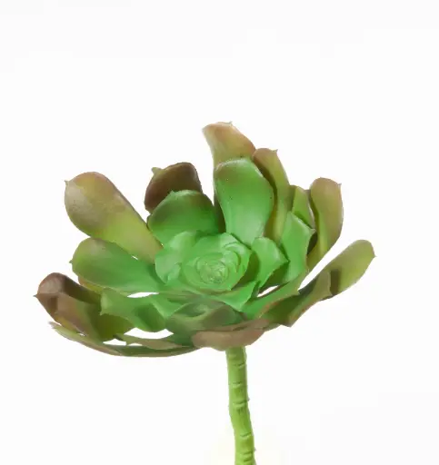 Succulent 