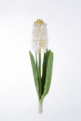 Hyacinth