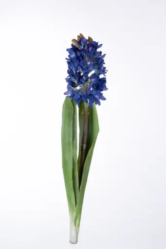 Hyacinth